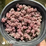 Sedum Caviar Cluster(Scattered Clustering) - Image 2