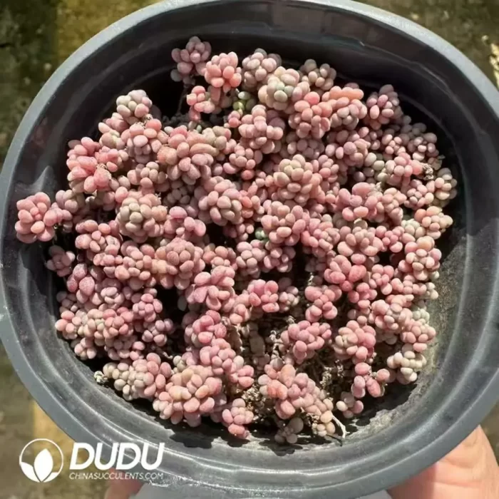 Sedum Caviar Cluster(Scattered Clustering) - Image 2