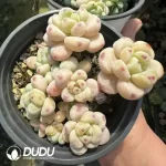 Sedum Clavatum Cluster - Image 2