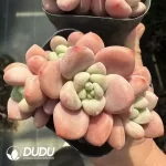 Graptopetalum Miul Clustering - Image 2