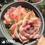 Echeveri Silhouette Double - Image 2