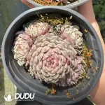 Echeveria  sp. Pinwheel Clustering - Image 2