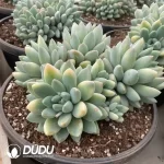 Pachyphytum Broadleaf Toffee Cluster - Image 2