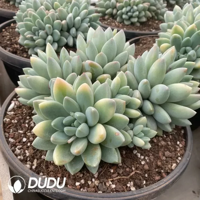 Pachyphytum Broadleaf Toffee Cluster - Image 2