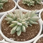 Pachyphytum Brandy Cluster - Image 2