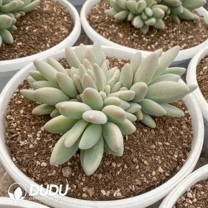 Pachyphytum Brandy Cluster - Image 2