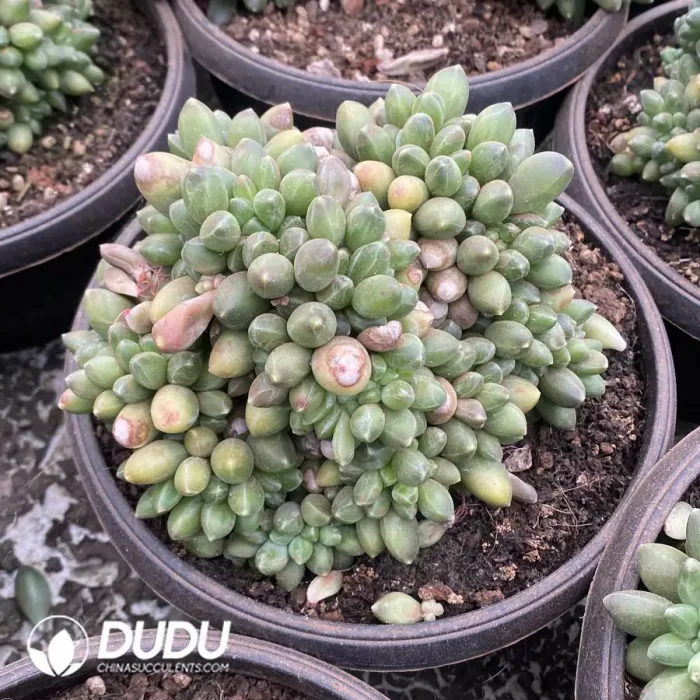 Pachyphytum Chiyoda Cristata - Image 2