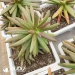 Pachyphytum Coconut Tree - Image 2