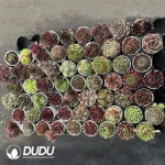 Sempervivum 60PCS Collocation-1 (Random Varieties) - Image 2
