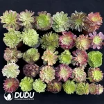 Aeonium Blind Box 25 Pcs