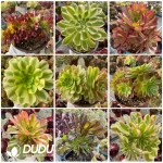 Aeonium Blind Box 25 Pcs - Image 3