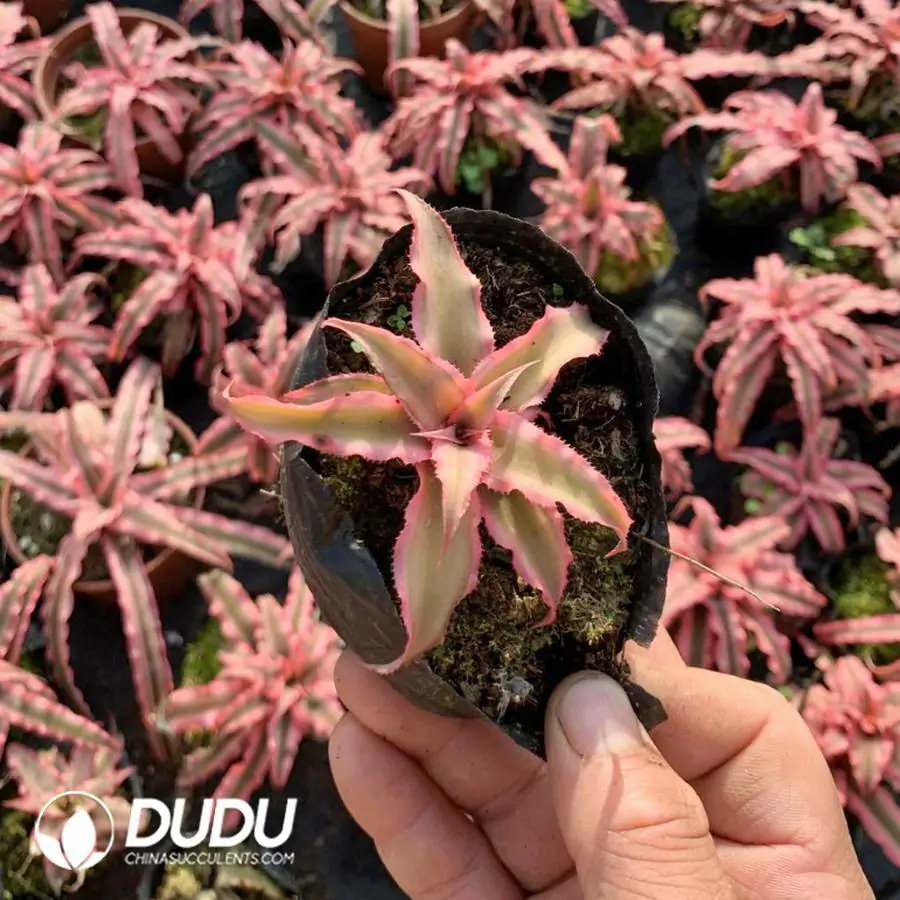 1744618482-e201.webp Bromelioideae Pink Princess - Image 1