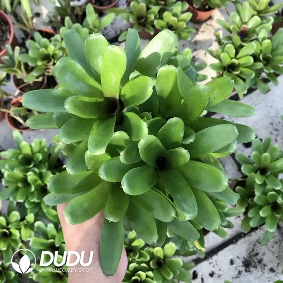 1744618484-e201.webp Bromelioideae Linda Clustering(2-3 Head) - Image 1