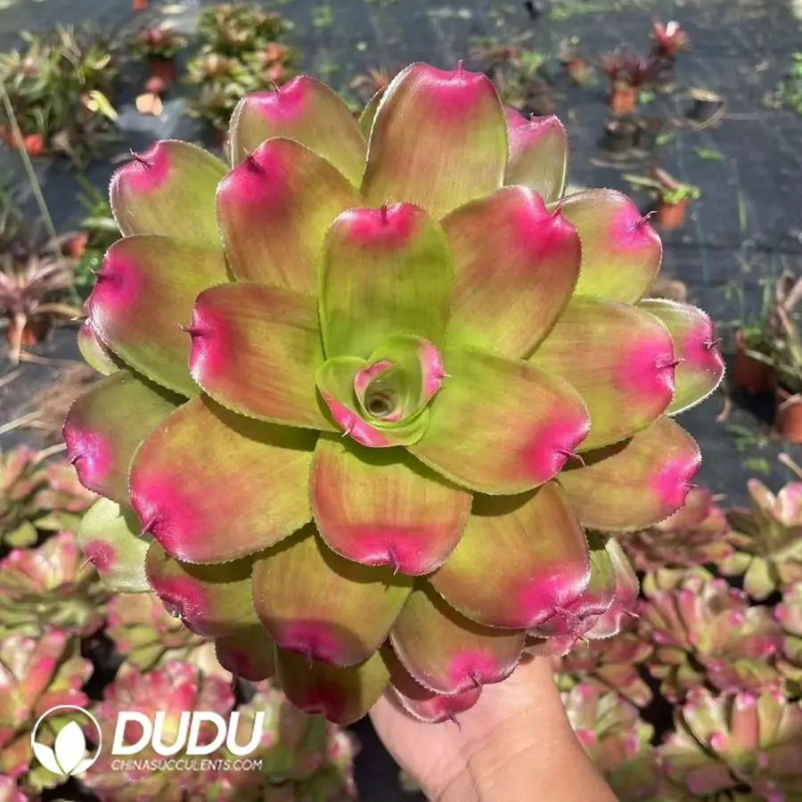 1744618486-e201.webp Bromelioideae Red Lips - Image 1