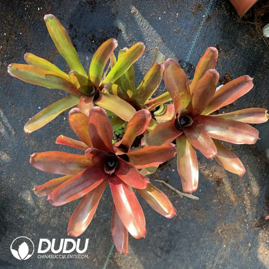 1744618520-e201.webp Bromelioideae Ireball(2-3heads) - Image 1