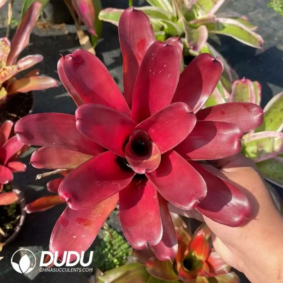 1744618554-e201.webp Bromelioideae Behemoth - Image 1