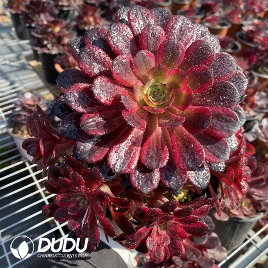 1744708423-e201.webp Aeonium Black Swan Clustering - Image 1