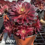Aeonium Black Swan Clustering - Image 2