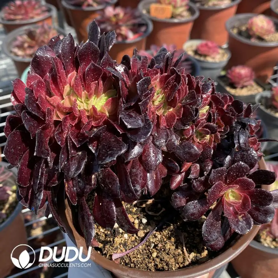 1744708454-e201.webp Aeonium Arboreum Velour European Cristata - Image 1