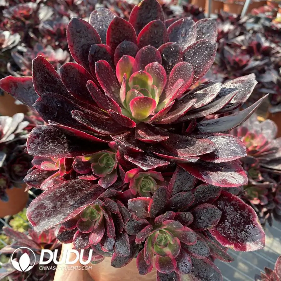 1744708459-e201.webp Aeonium Phoenix Coronet Cluster - Image 1
