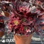 Aeonium Phoenix Coronet Cluster - Image 2