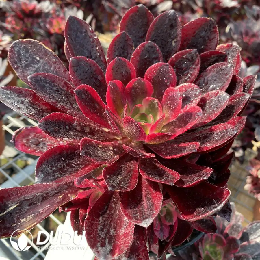 1744708465-e201.webp Aeonium Phoenix Coronet Cluster - Image 1