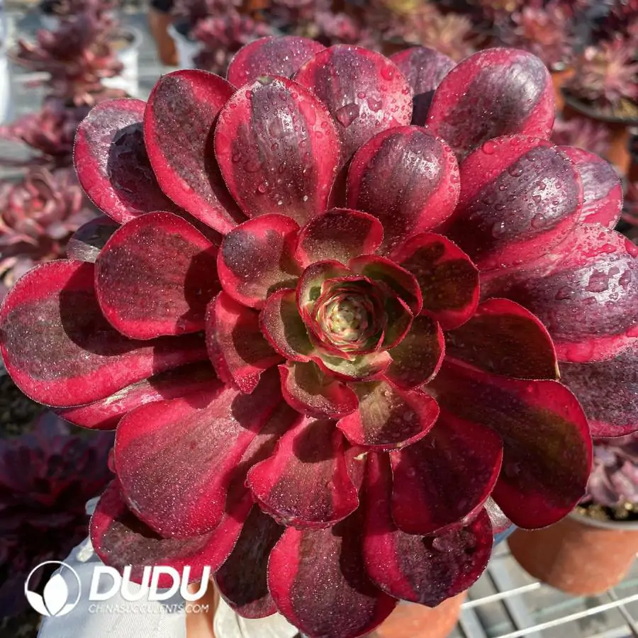 1744708471-e201.webp Aeonium Charm Gold Rose Variegated Cluster - Image 1