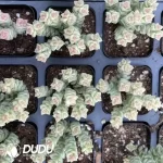 Crassula 'Tom Thumb' Variegated Clustering(Scattered Clustering)