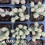 Crassula 'Tom Thumb' Variegated Clustering(Scattered Clustering) - Image 2