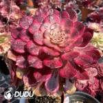 Aeonium Fire Cloud Clustering