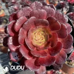 Aeonium Dark Loli