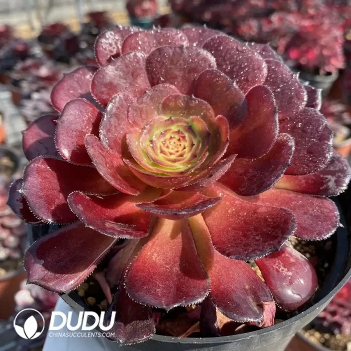 Aeonium Dark Loli - Image 2