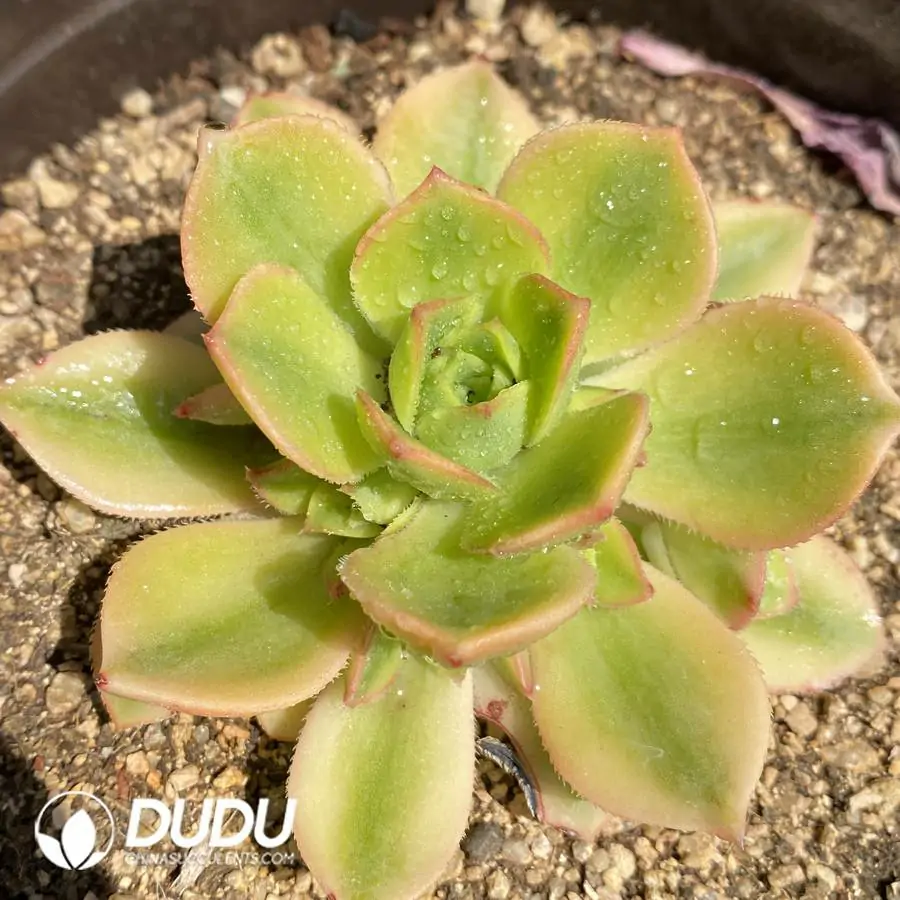 1744870918-e201.webp Aeonium Starburst Clustering - Image 1