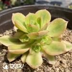 Aeonium Starburst Clustering - Image 2