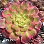 Aeonium Black King Kong