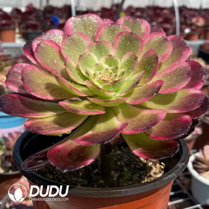 Aeonium Black King Kong - Image 2