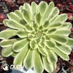 Aeonium Bilang