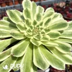 Aeonium Bilang - Image 2