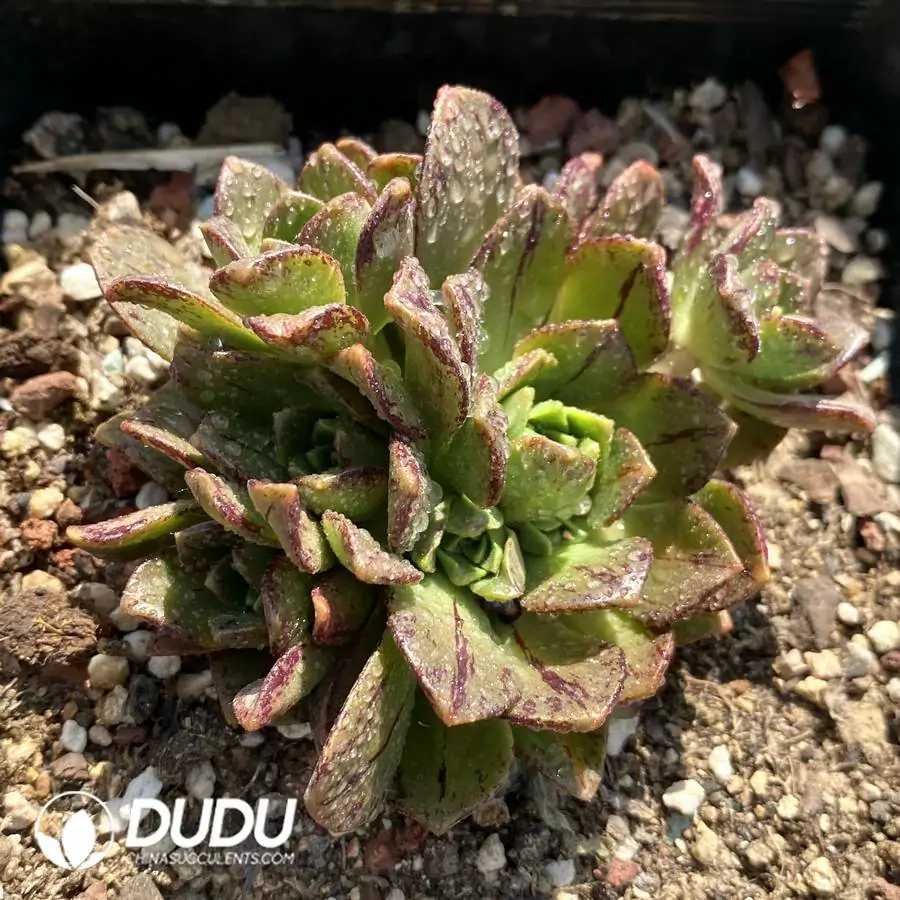 1744870949-e201.webp Aeonium Sweet Tea Clustering - Image 1