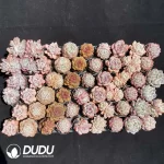 Echeveria DUDU Collection 2080