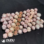 Echeveria DUDU Collection 2080 - Image 2