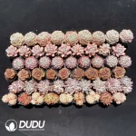 Echeveria DUDU Collection 2081