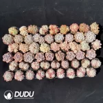 Echeveria DUDU Collection 2082