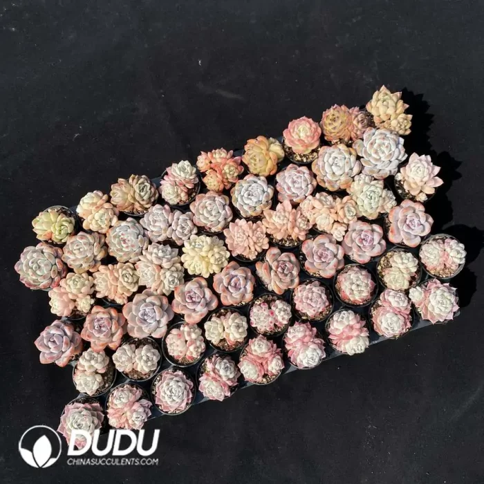 Echeveria DUDU Collection 2082 - Image 2