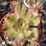 Aeonium Blue and White Porcelain