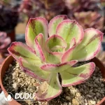 Aeonium Blue and White Porcelain - Image 2