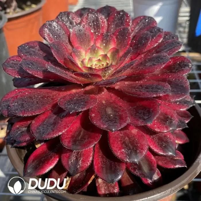 Aeonium Black Swan - Image 2