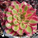Aeonium Pink Witch Clustering