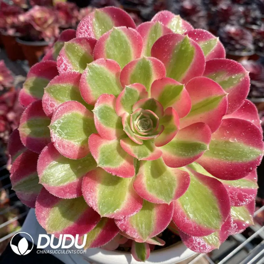1744871001-e201.webp Aeonium Pink Witch Clustering - Image 1