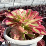Aeonium Pink Witch Clustering - Image 2